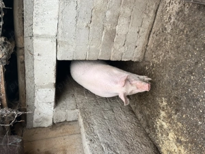 Porci de vânzare ! - imagine 4