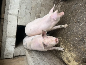 Porci de vânzare ! - imagine 5