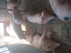 Vând porci de carne 120...150kg - imagine 2 Vând porci de carne 120...150kg - imagine 2