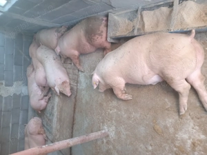 Vând porci de carne 120...150kg