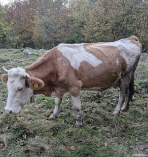 De vanzare doua vaci.
