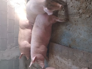 Vând porci de carne 120...150kg - imagine 3 Vând porci de carne 120...150kg - imagine 3