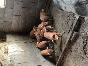 Vând purcei 10bucati   - imagine 2