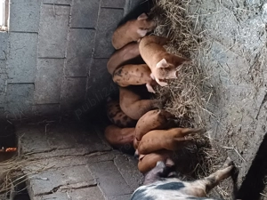 Vând purcei 10bucati   - imagine 4