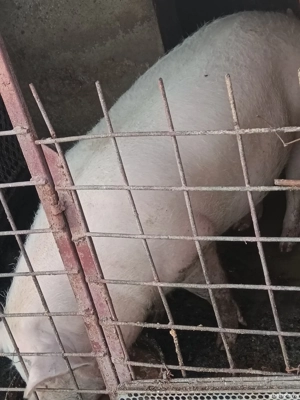 De vânzare  - imagine 2 De vânzare  - imagine 2