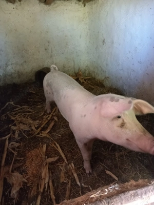 Purcica de vânzare  - imagine 2 Purcica de vânzare  - imagine 2