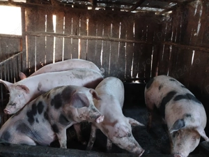 Vând porci  - imagine 5