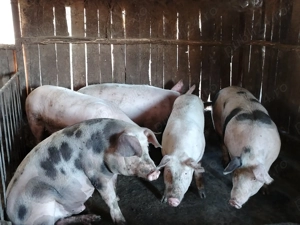 Porci de vânzare 