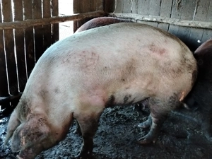 Porci de vânzare  - imagine 3