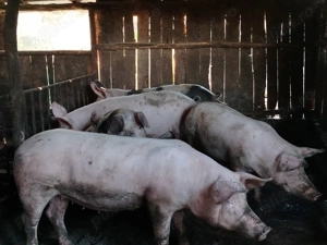 Porci de vânzare  - imagine 5
