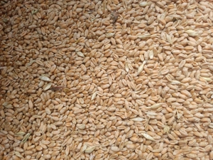 Vand grau producție din 2025