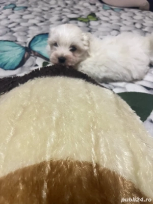 Bischon maltez  - imagine 3