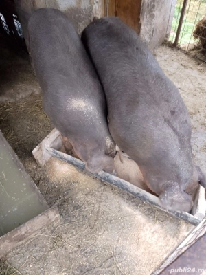 porc duroc original red Jersey  - imagine 2