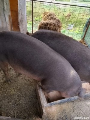 vand duroc red Jersey 