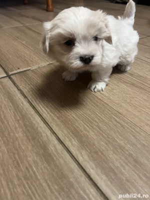 Bischon maltez  - imagine 4