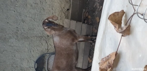 Vand Capra si Tap Anglo-Nubian - imagine 2