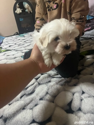 Bischon maltez  - imagine 5