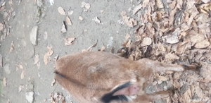 Vand Capra si Tap Anglo-Nubian - imagine 4