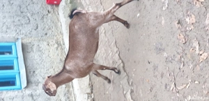 Vand Capra si Tap Anglo-Nubian - imagine 3