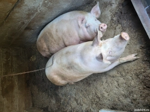 Porci de vanzare  - imagine 4