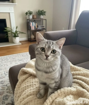 British Shorthair Silver Tabby 