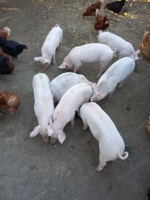 Purcei de vânzare, 350 lei buc