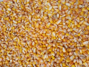 Vand porumb boabe si grâu  din 2025