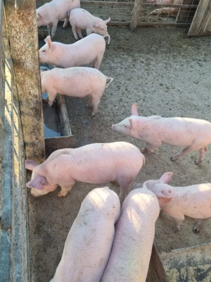 Vand purcei 8 saptamani!!