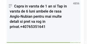 Vand Capra si Tap Anglo-Nubian - imagine 5