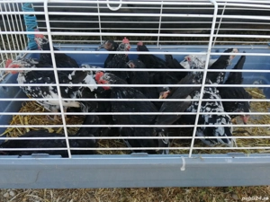 Chabo tineret - imagine 2 Chabo tineret - imagine 2