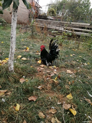 Chabo tineret - imagine 4 Chabo tineret - imagine 4