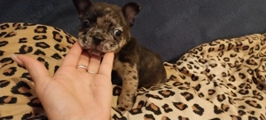 Bulldog francez merle F - imagine 5 Bulldog francez merle F - imagine 5
