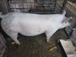 vand porci  - imagine 2