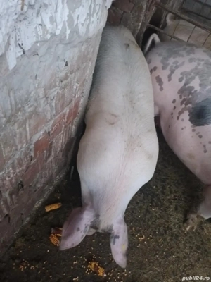 vand porci  - imagine 3