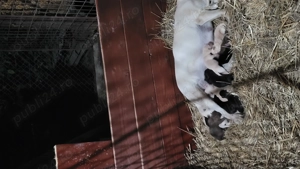 Pui de labrador  - imagine 3 Pui de labrador  - imagine 3