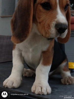 Beagle  rasă pura 
