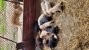 Pui de labrador  - imagine 2 Pui de labrador  - imagine 2