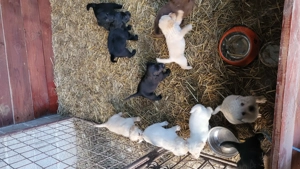 Pui de labrador  - imagine 4 Pui de labrador  - imagine 4