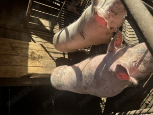 Vând porc pentru sacrificat 