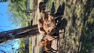 Oi de camerun gestante - imagine 3 Oi de camerun gestante - imagine 3