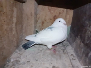 Vand porumbei Americani