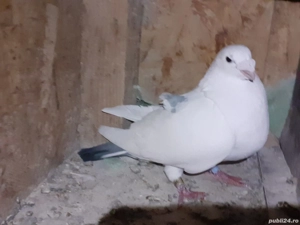 Vand porumbei Americani - imagine 2 Vand porumbei Americani - imagine 2