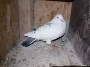 Vand porumbei Americani - imagine 4 Vand porumbei Americani - imagine 4