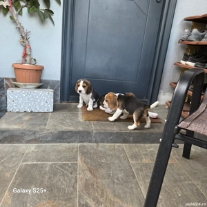 Beagle rasa pură  - imagine 2
