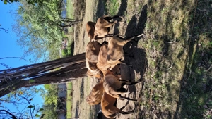 Oi de camerun gestante - imagine 2 Oi de camerun gestante - imagine 2