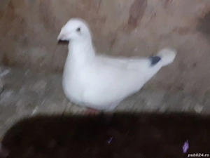 Vand porumbei Americani - imagine 3 Vand porumbei Americani - imagine 3