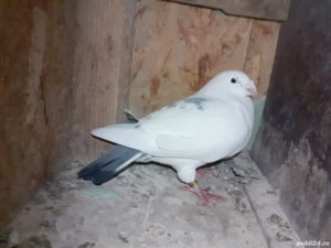 Vand porumbei Americani - imagine 5 Vand porumbei Americani - imagine 5