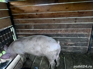 Porc pentru sacrificare, rasă PIC,   Adamus - imagine 2