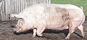 Porci de vânzare de diferite mărimi și rase - imagine 3 Porci de vânzare de diferite mărimi și rase - imagine 3