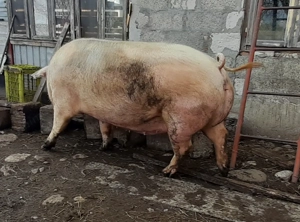 Porci de vânzare de diferite mărimi și rase - imagine 2 Porci de vânzare de diferite mărimi și rase - imagine 2